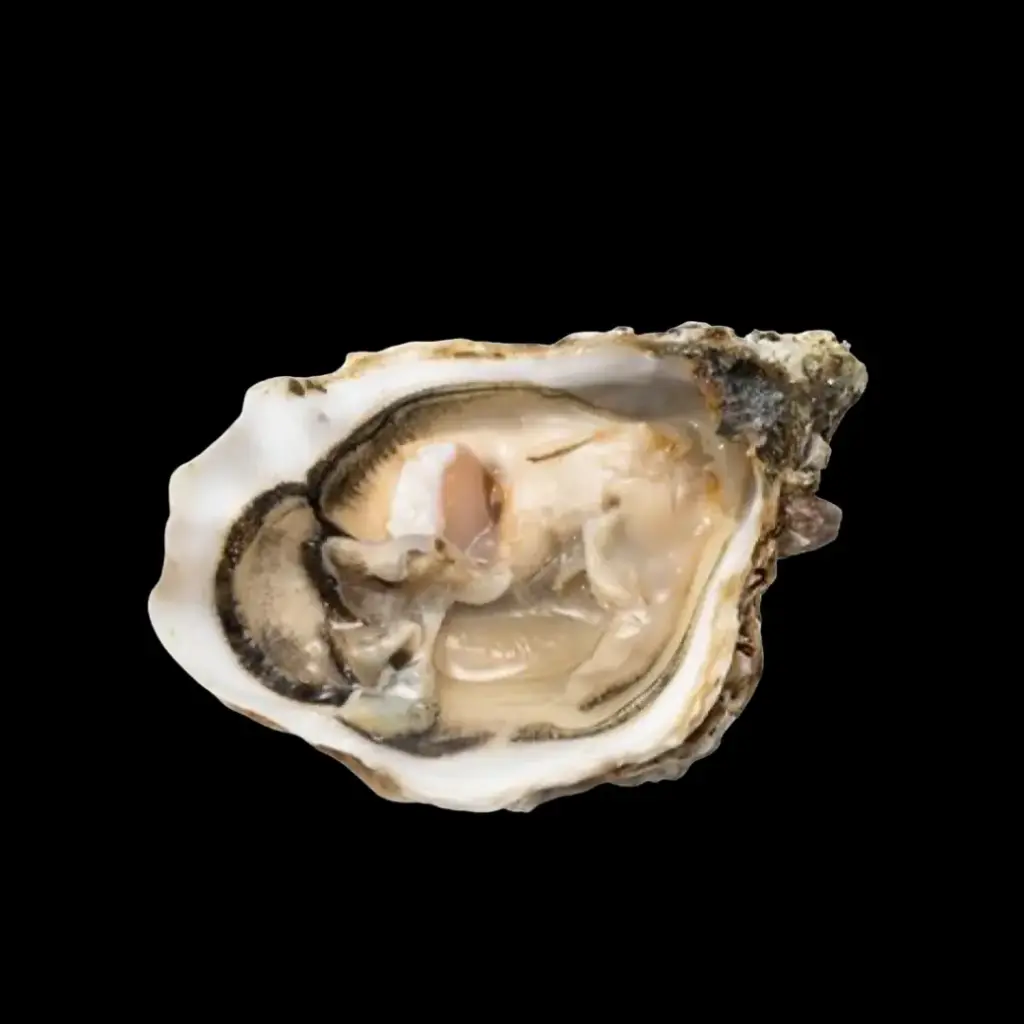 [SF074] Tsarskaya Oysters No.3 50 pcs