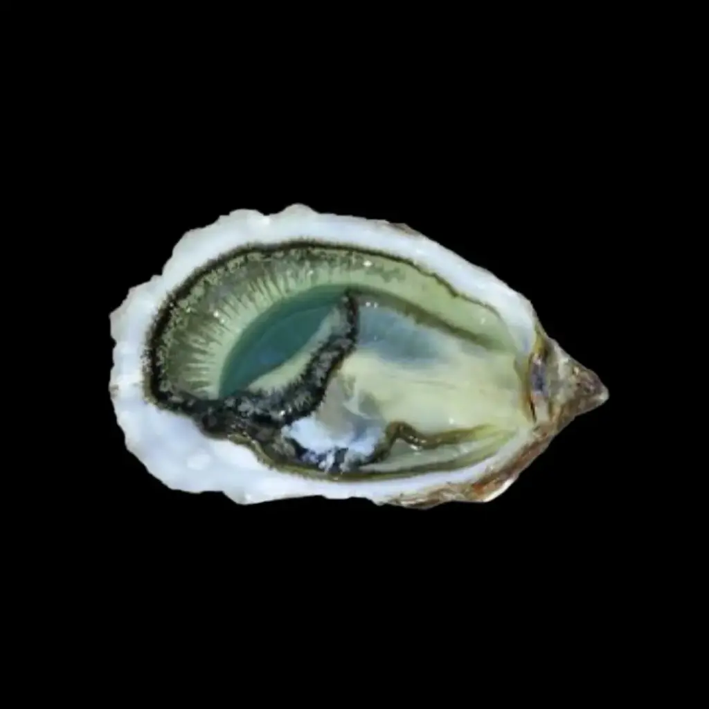 Fine De Claire Oysters No.3 48 pcs